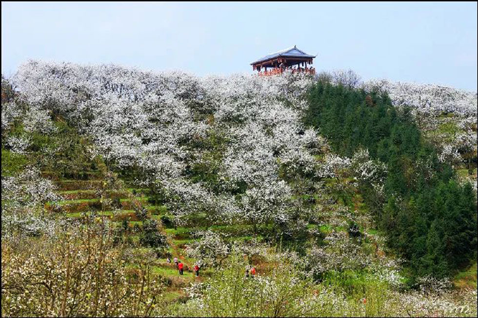 【春天，广西桂林灌阳县向您发出邀请！】我们在灌阳看梨花 - 游山玩水 - 河池生活社区 - 河池28生活网 hc.28life.net