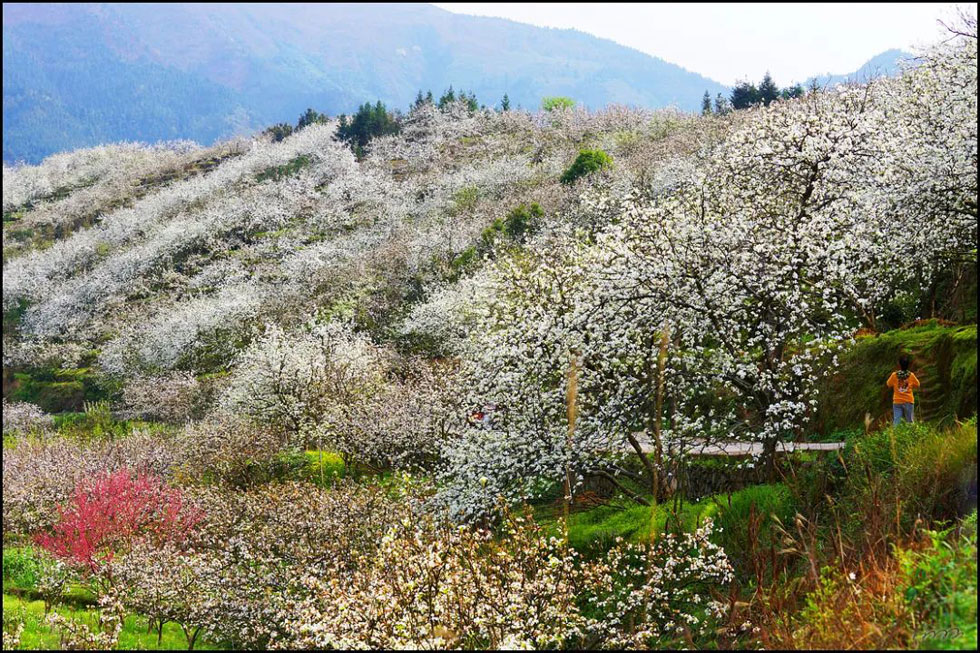 【春天，广西桂林灌阳县向您发出邀请！】我们在灌阳看梨花 - 游山玩水 - 河池生活社区 - 河池28生活网 hc.28life.net