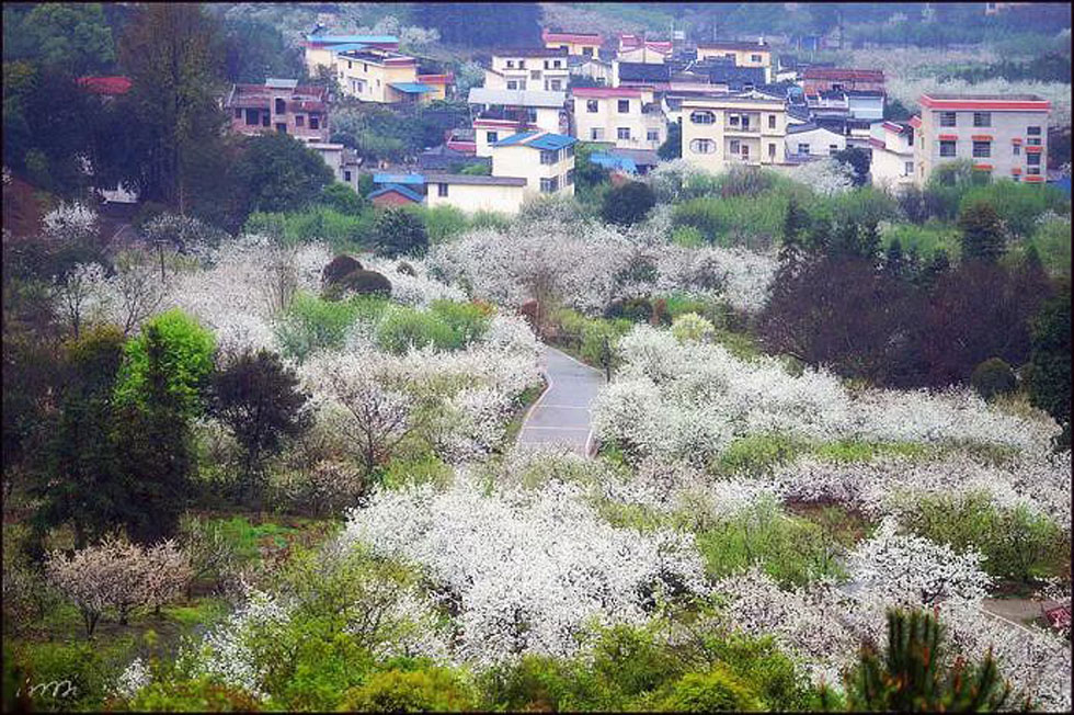 【春天，广西桂林灌阳县向您发出邀请！】我们在灌阳看梨花 - 游山玩水 - 河池生活社区 - 河池28生活网 hc.28life.net