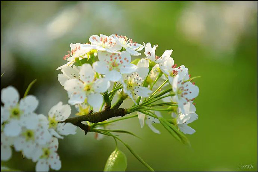 【春天，广西桂林灌阳县向您发出邀请！】我们在灌阳看梨花 - 游山玩水 - 河池生活社区 - 河池28生活网 hc.28life.net
