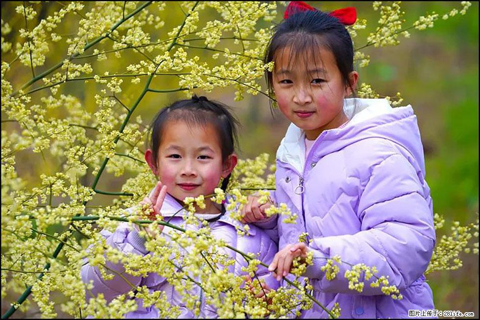 【春天，广西桂林灌阳县向您发出邀请！】米珠山前有片山苍子花在飘香 - 游山玩水 - 河池生活社区 - 河池28生活网 hc.28life.net