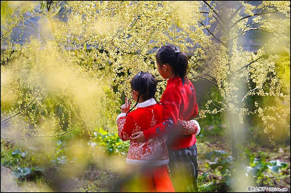 【春天，广西桂林灌阳县向您发出邀请！】米珠山前有片山苍子花在飘香 - 游山玩水 - 河池生活社区 - 河池28生活网 hc.28life.net
