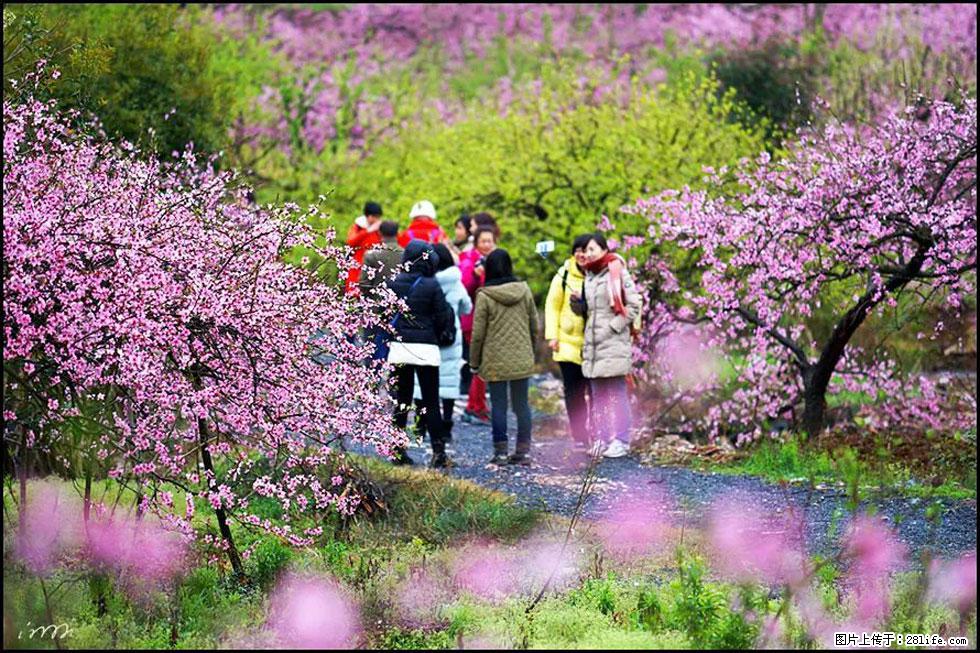 【春天，广西桂林灌阳县向您发出邀请！】官庄村有个醉美的桃花园 - 游山玩水 - 河池生活社区 - 河池28生活网 hc.28life.net