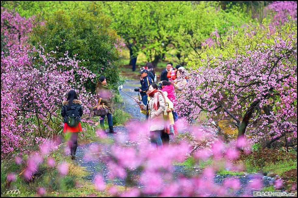 【春天，广西桂林灌阳县向您发出邀请！】官庄村有个醉美的桃花园 - 游山玩水 - 河池生活社区 - 河池28生活网 hc.28life.net