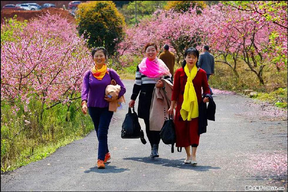 【春天，广西桂林灌阳县向您发出邀请！】官庄村有个醉美的桃花园 - 游山玩水 - 河池生活社区 - 河池28生活网 hc.28life.net