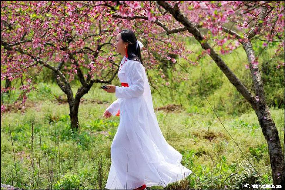 【春天，广西桂林灌阳县向您发出邀请！】官庄村有个醉美的桃花园 - 游山玩水 - 河池生活社区 - 河池28生活网 hc.28life.net