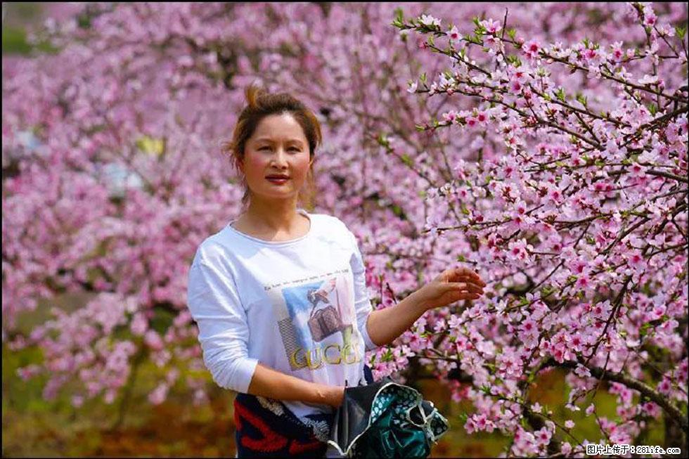 【春天，广西桂林灌阳县向您发出邀请！】官庄村有个醉美的桃花园 - 游山玩水 - 河池生活社区 - 河池28生活网 hc.28life.net