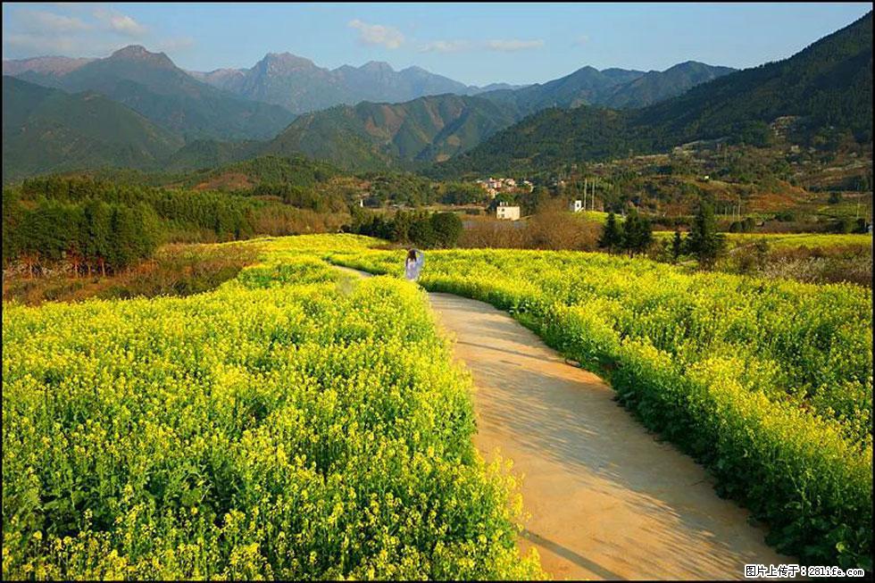 【春天，广西桂林灌阳县向您发出邀请！】长坪村油菜盛情花开 - 游山玩水 - 河池生活社区 - 河池28生活网 hc.28life.net