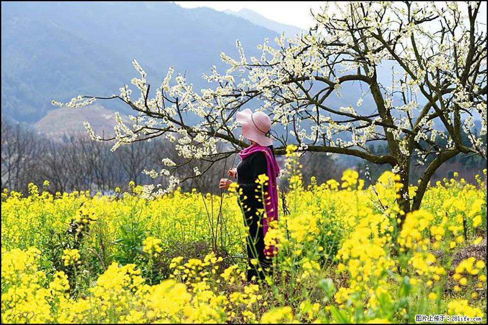 【春天，广西桂林灌阳县向您发出邀请！】长坪村油菜盛情花开 - 游山玩水 - 河池生活社区 - 河池28生活网 hc.28life.net