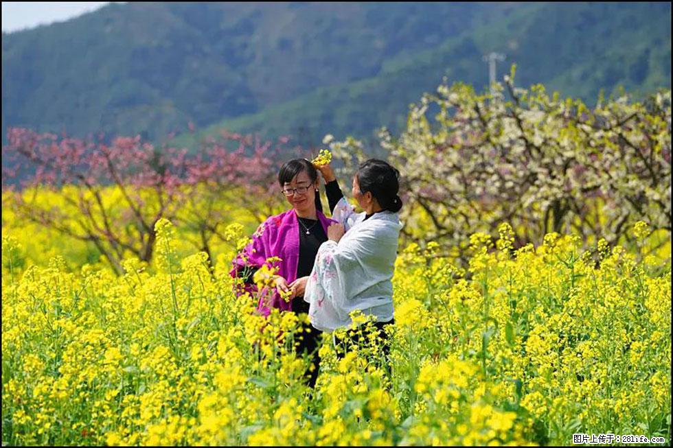 【春天，广西桂林灌阳县向您发出邀请！】长坪村油菜盛情花开 - 游山玩水 - 河池生活社区 - 河池28生活网 hc.28life.net