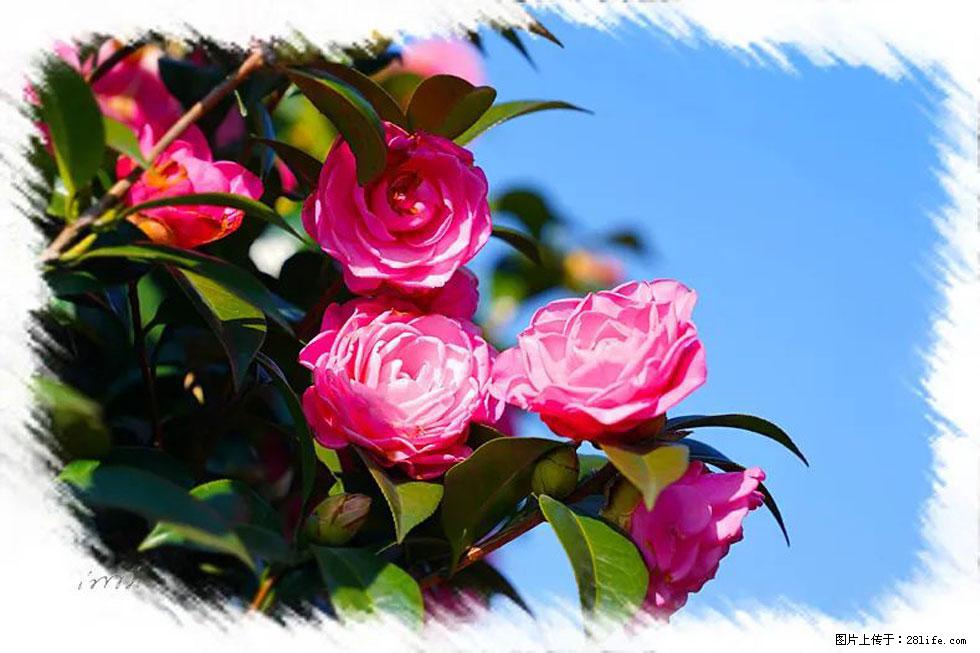 【春天，广西桂林灌阳县向您发出邀请！】杨柳井茶花惹人爱 - 游山玩水 - 河池生活社区 - 河池28生活网 hc.28life.net