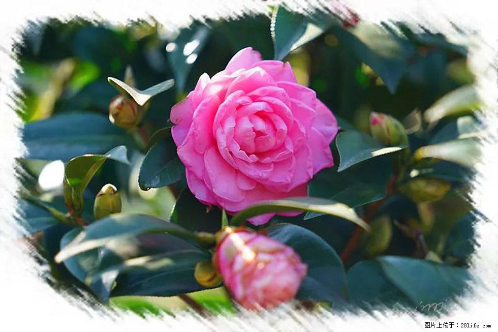【春天，广西桂林灌阳县向您发出邀请！】杨柳井茶花惹人爱 - 游山玩水 - 河池生活社区 - 河池28生活网 hc.28life.net