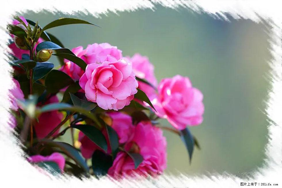 【春天，广西桂林灌阳县向您发出邀请！】杨柳井茶花惹人爱 - 游山玩水 - 河池生活社区 - 河池28生活网 hc.28life.net