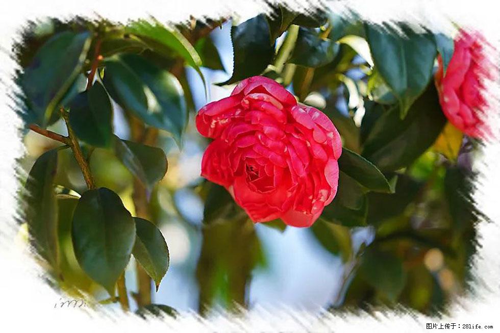 【春天，广西桂林灌阳县向您发出邀请！】杨柳井茶花惹人爱 - 游山玩水 - 河池生活社区 - 河池28生活网 hc.28life.net