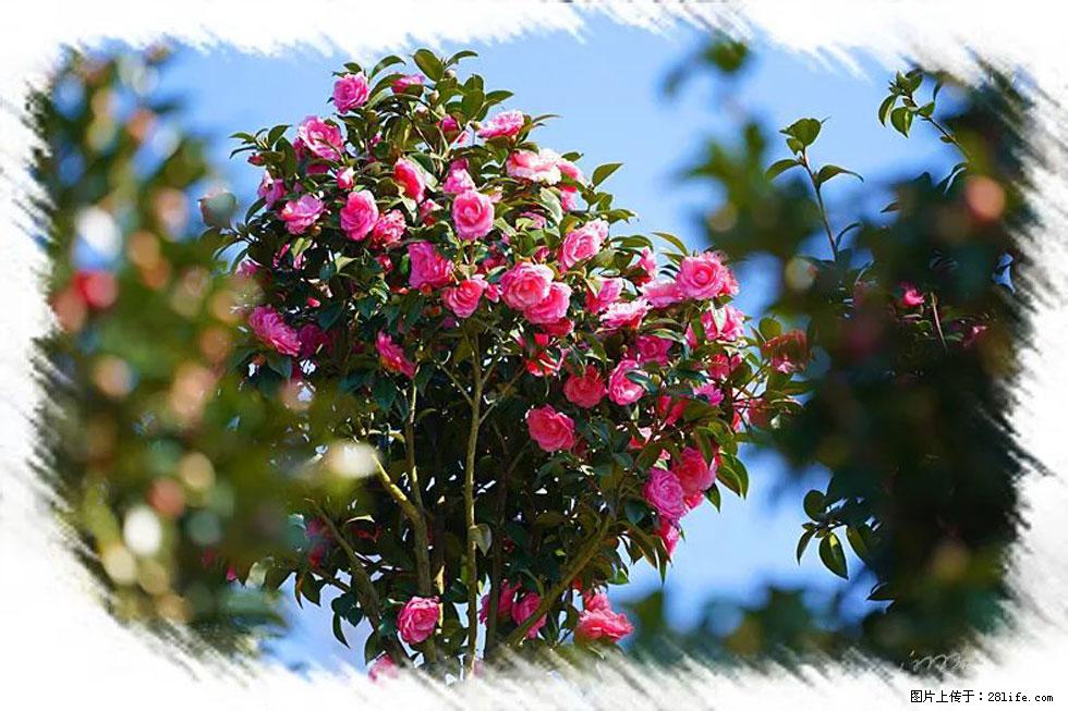 【春天，广西桂林灌阳县向您发出邀请！】杨柳井茶花惹人爱 - 游山玩水 - 河池生活社区 - 河池28生活网 hc.28life.net