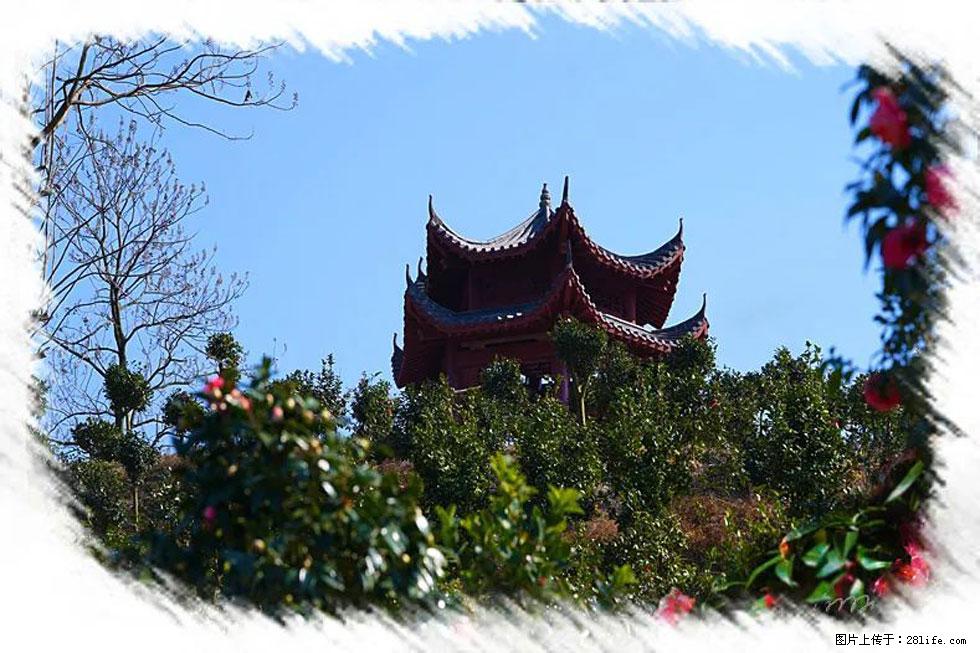 【春天，广西桂林灌阳县向您发出邀请！】杨柳井茶花惹人爱 - 游山玩水 - 河池生活社区 - 河池28生活网 hc.28life.net