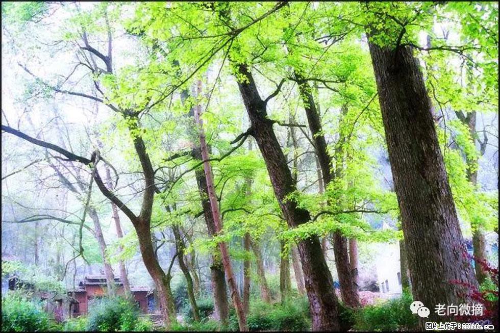 【春天，广西桂林灌阳县向您发出邀请！】在小龙村与春天约会 - 游山玩水 - 河池生活社区 - 河池28生活网 hc.28life.net