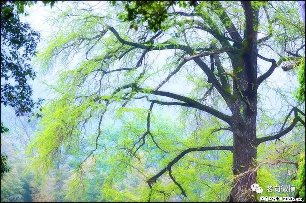 【春天，广西桂林灌阳县向您发出邀请！】在小龙村与春天约会 - 游山玩水 - 河池生活社区 - 河池28生活网 hc.28life.net
