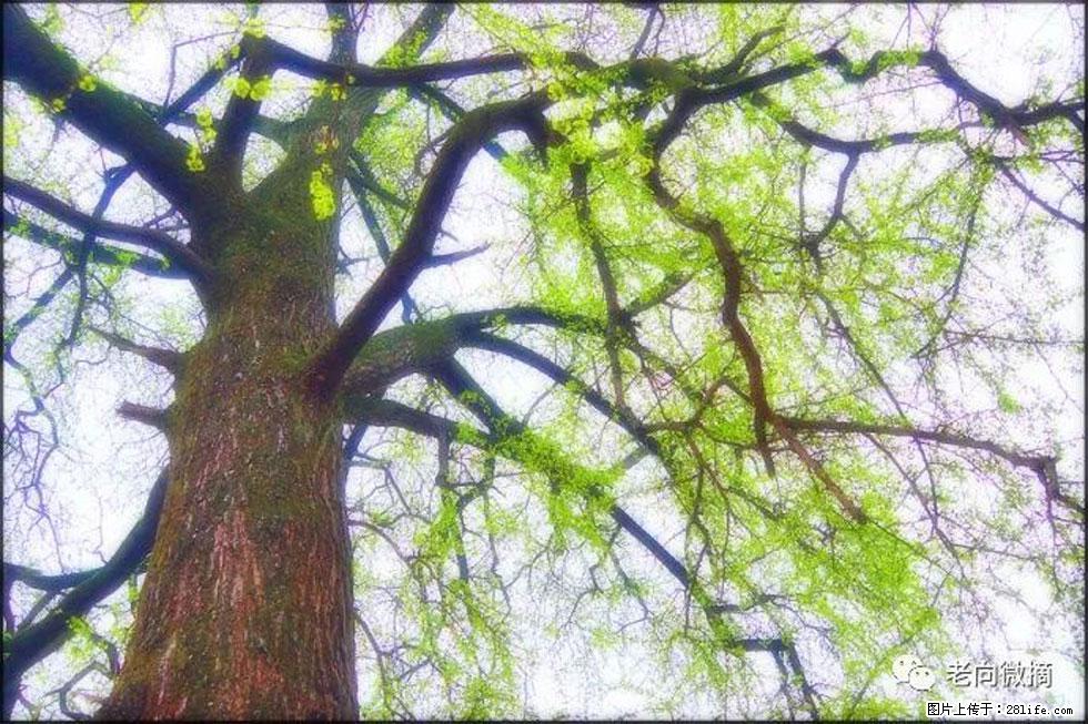 【春天，广西桂林灌阳县向您发出邀请！】在小龙村与春天约会 - 游山玩水 - 河池生活社区 - 河池28生活网 hc.28life.net