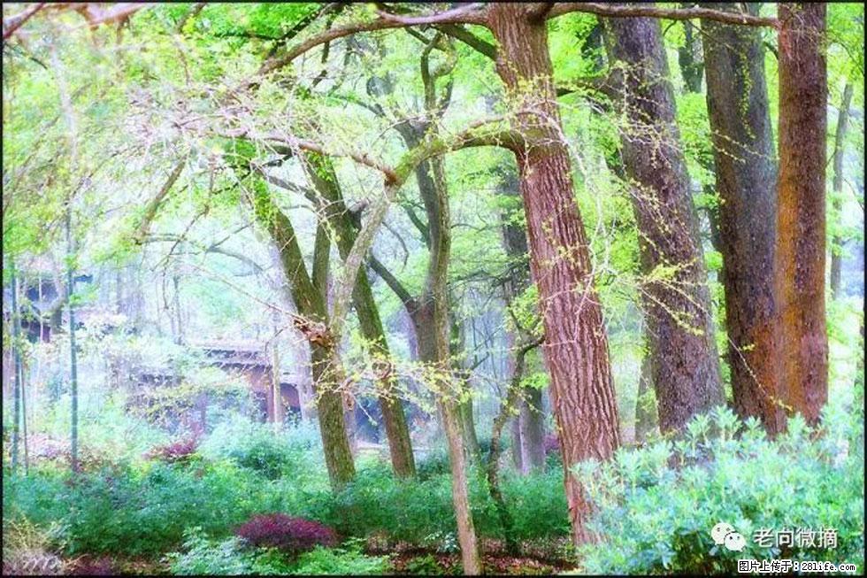 【春天，广西桂林灌阳县向您发出邀请！】在小龙村与春天约会 - 游山玩水 - 河池生活社区 - 河池28生活网 hc.28life.net