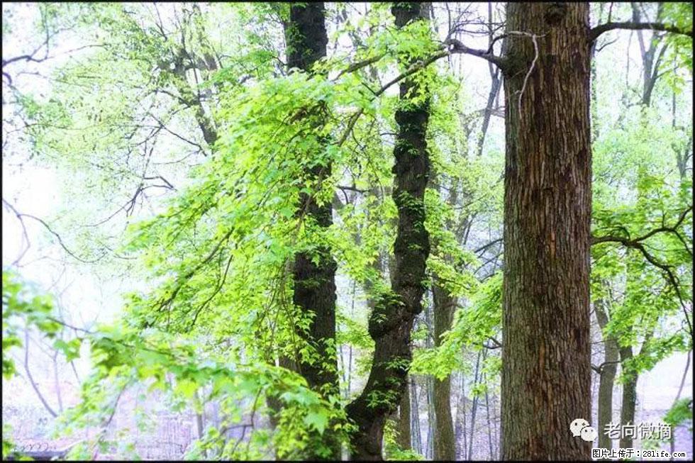 【春天，广西桂林灌阳县向您发出邀请！】在小龙村与春天约会 - 游山玩水 - 河池生活社区 - 河池28生活网 hc.28life.net