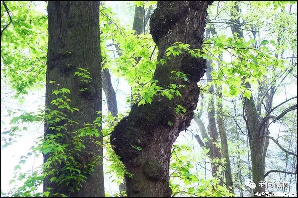 【春天，广西桂林灌阳县向您发出邀请！】在小龙村与春天约会 - 游山玩水 - 河池生活社区 - 河池28生活网 hc.28life.net