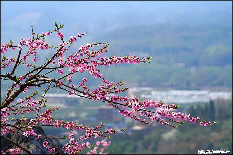 【春天，广西桂林灌阳县向您发出邀请！】望月岭上桃花开 - 游山玩水 - 河池生活社区 - 河池28生活网 hc.28life.net