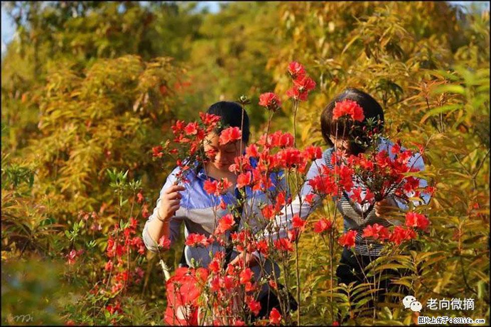 【春天,广西桂林灌阳县向您发出邀请!】登麒麟山,相约映山红 - 游山玩水 - 河池生活社区 - 河池28生活网 hc.28life.net