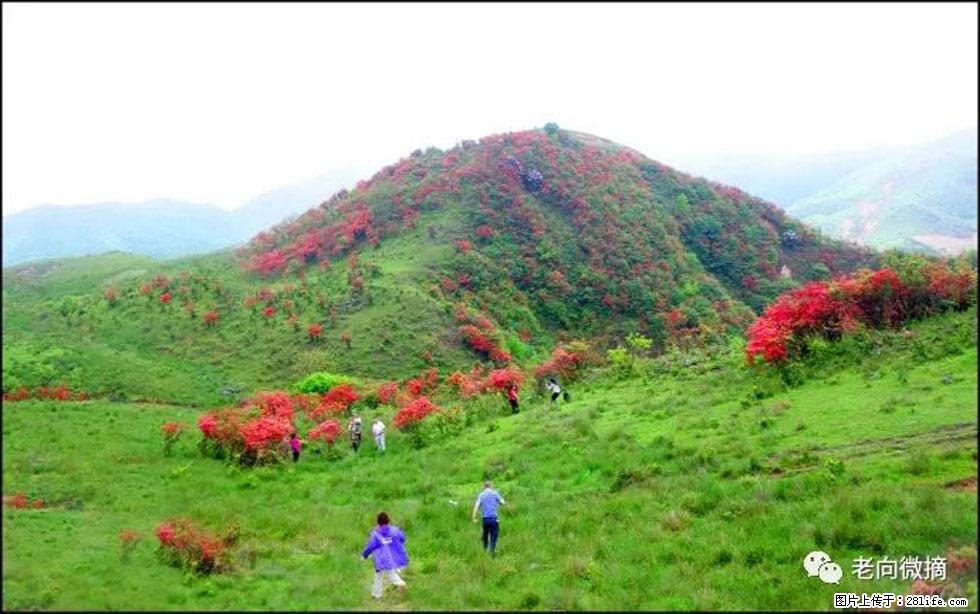 【春天，广西桂林灌阳县向您发出邀请！】宝盖山上映山红 - 游山玩水 - 河池生活社区 - 河池28生活网 hc.28life.net