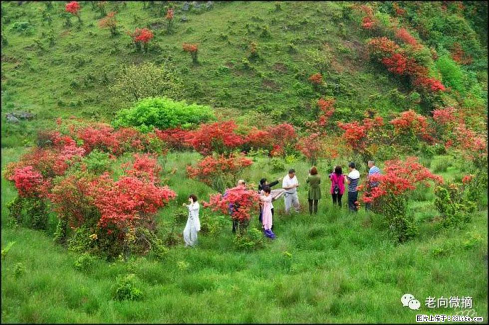 【春天，广西桂林灌阳县向您发出邀请！】宝盖山上映山红 - 游山玩水 - 河池生活社区 - 河池28生活网 hc.28life.net