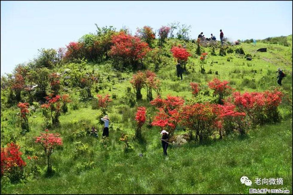 【春天，广西桂林灌阳县向您发出邀请！】宝盖山上映山红 - 游山玩水 - 河池生活社区 - 河池28生活网 hc.28life.net