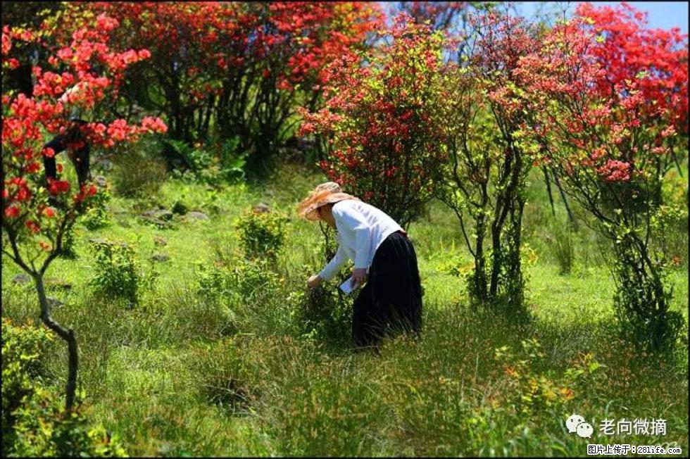 【春天，广西桂林灌阳县向您发出邀请！】宝盖山上映山红 - 游山玩水 - 河池生活社区 - 河池28生活网 hc.28life.net