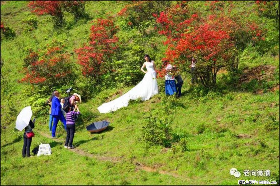 【春天，广西桂林灌阳县向您发出邀请！】宝盖山上映山红 - 游山玩水 - 河池生活社区 - 河池28生活网 hc.28life.net