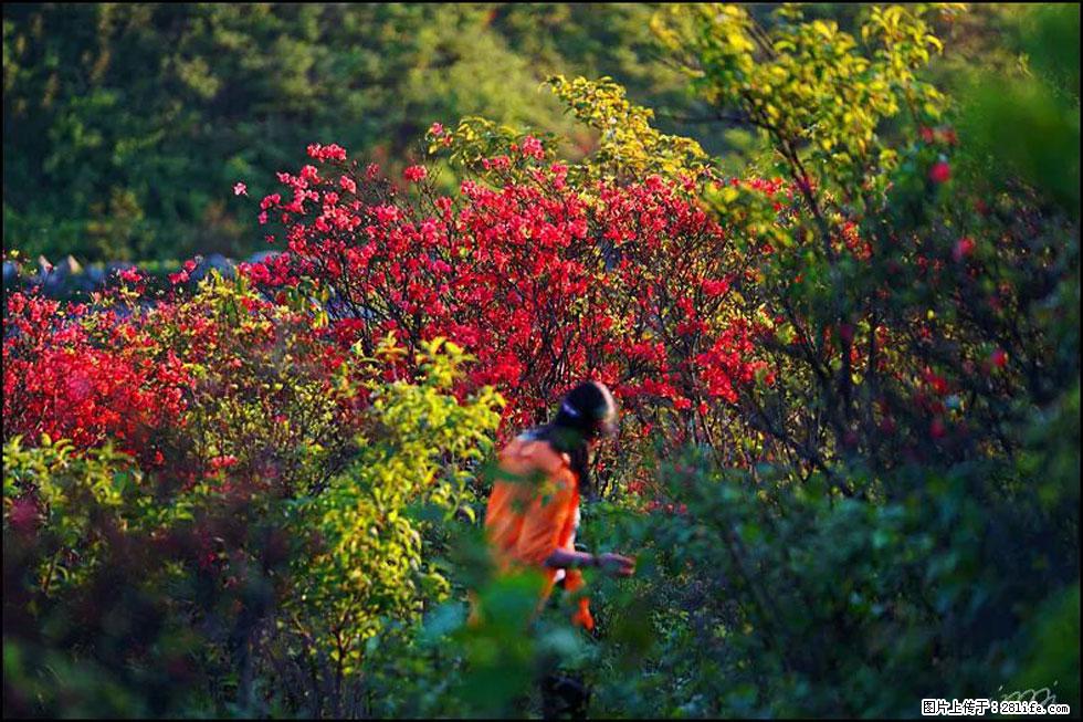 【春天，广西桂林灌阳县向您发出邀请！】春木界上映山红 - 游山玩水 - 河池生活社区 - 河池28生活网 hc.28life.net