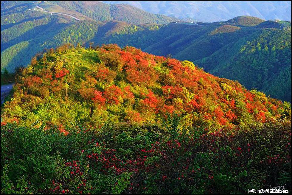 【春天，广西桂林灌阳县向您发出邀请！】春木界上映山红 - 游山玩水 - 河池生活社区 - 河池28生活网 hc.28life.net
