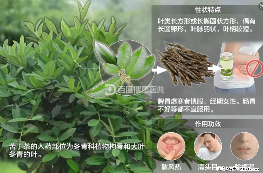 苦丁茶有哪些功效和作用 - 生活百科 - 河池生活社区 - 河池28生活网 hc.28life.net