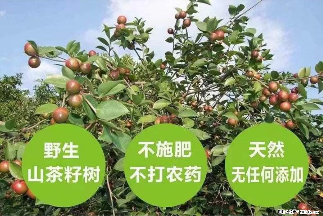 【灌阳县油茶产业示范区】一个有着充实的精神生活的人，对待身外之物自会有一种淡泊的态度 - 美食天地 - 河池生活社区 - 河池28生活网 hc.28life.net