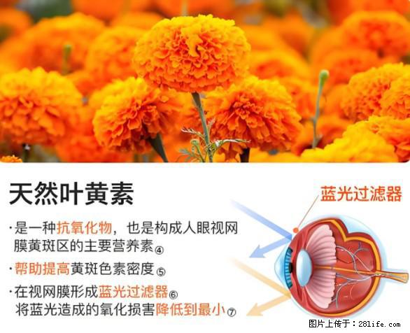 叶黄素有什么功效和作用 - 生活百科 - 河池生活社区 - 河池28生活网 hc.28life.net