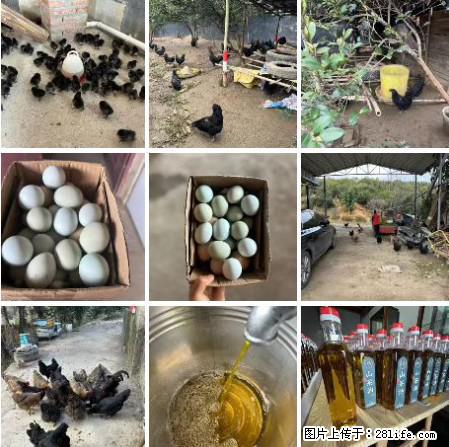 油茶园从小鸡仔开始养起的纯土鸡、土鸡蛋可以预定啦！还有前几天刚榨的纯山茶油哦 - 土特产 - 饮食特产 - 河池分类信息 - 河池28生活网 hc.28life.net