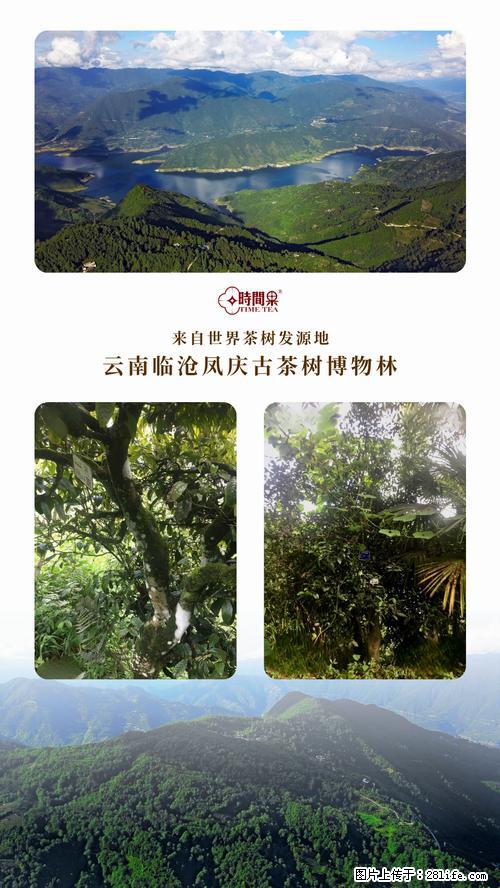 时间果百年古树2025年春红茶 - 购物交流 - 河池生活社区 - 河池28生活网 hc.28life.net