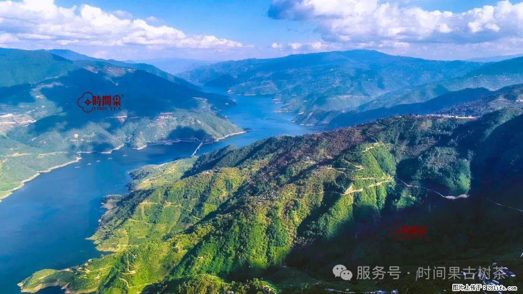 时间果百年古树龙珠普洱生茶 - 购物交流 - 河池生活社区 - 河池28生活网 hc.28life.net