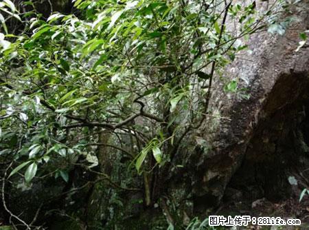 平乐石崖茶，珍贵仅次于金花茶 - 河池生活资讯 - 河池28生活网 hc.28life.net