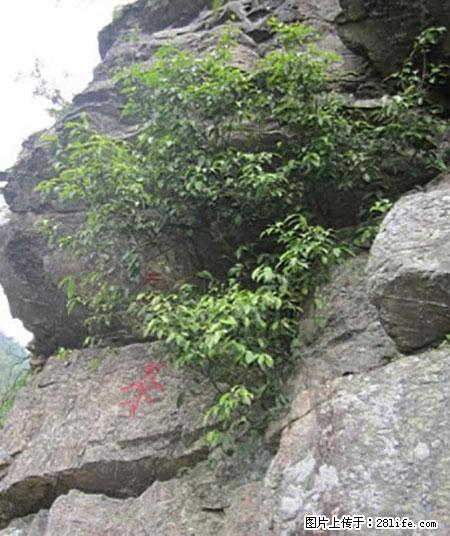 平乐石崖茶，珍贵仅次于金花茶 - 河池生活资讯 - 河池28生活网 hc.28life.net