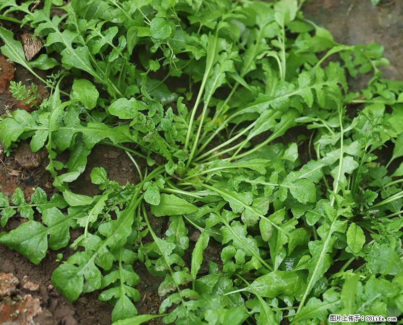 这些蔬菜是“天然钙片”，这6种被医生重点推荐 - 河池生活资讯 - 河池28生活网 hc.28life.net