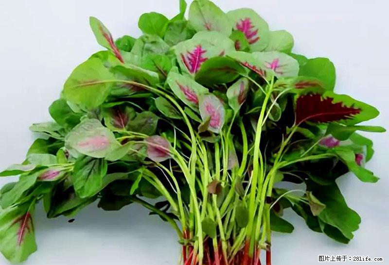 这些蔬菜是“天然钙片”，这6种被医生重点推荐 - 河池生活资讯 - 河池28生活网 hc.28life.net