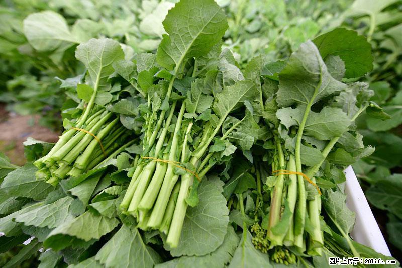 这些蔬菜是“天然钙片”，这6种被医生重点推荐 - 河池生活资讯 - 河池28生活网 hc.28life.net